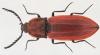 Anostirus parumcostatus